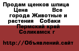 Продам щенков шпица › Цена ­ 25 000 - Все города Животные и растения » Собаки   . Пермский край,Соликамск г.